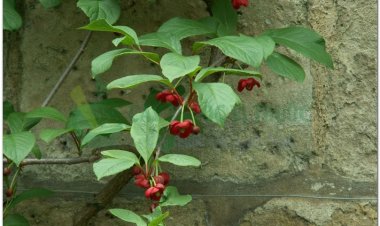 Ngũ vị tử hoa to (Schisandra grandiflora)