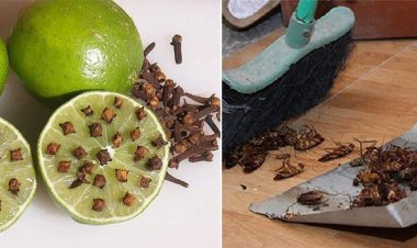 Cách trị muỗi, kiến, gián đầy hữu hiệu và an toàn chỉ bằng 1 quả chanh