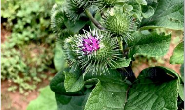 NGƯU BÀNG (Fructus Arctii lappae)