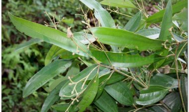 NHỤC QUẾ (Cortex Cinnamomi)