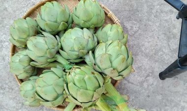 Cây Atiso là dược liệu có tính sinh dược học cao