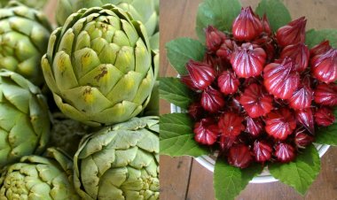 Sự nhầm lẫn phổ biến về hoa Atiso và hoa Bụp giấm