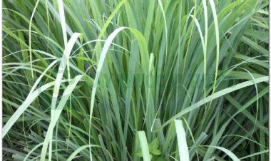 SẢ CHANH (Herba Cymbopogonis citrati)