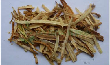 SA SÂM (Radix Glehniae)