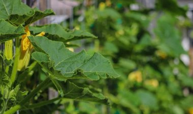 Món rau bí dân giã có đến 6 lợi ích tuyệt vời, rất nhiều người không biết