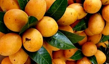 Đừng bỏ qua tác dụng tăng cường sức khoẻ của quả thanh trà và lưu ý đặc biệt khi ăn