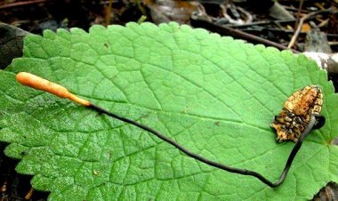 Đông trùng hạ thảo bọ xít ở Sa Pa: Không thua kém Tây Tạng?