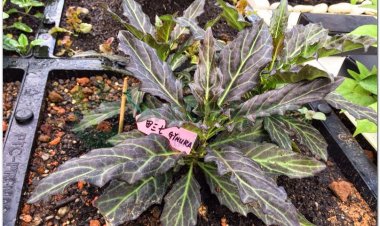 Tam thất giả, Nam bạch truật (Gynura pseudochina (L.) DC., 1838)