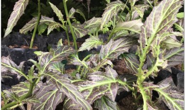 Bạch truật dưỡng huyết, an thai