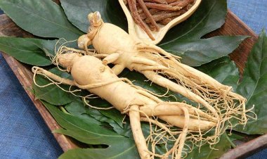 Công dụng ẩn sâu vô cùng giá trị của nhân sâm