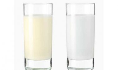 Sữa non là gì? Thành phần và lợi ích của sữa non có gì đặc biệt