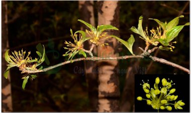 SƠN THÙ (Fructus Corni officinalis)