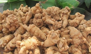 Lợi ích bất ngờ của củ tam thất, không phải ai cũng biết
