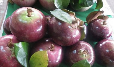 Tác dụng bất ngờ từ quả vú sữa khiến ai cũng mê mẩn