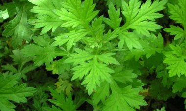 Độc tính từ rau má, ngải cứu vô cùng nguy hại mà ít ai biết