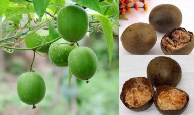 Những công dụng tuyệt vời của quả la hán với sức khoẻ, điều cuối vô cùng quý giá