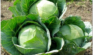 Bắp cải thực phẩm giúp phòng chống ung thư vú chị em nên tận dụng