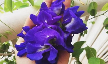 Dùng cây đậu biếc cần thận trọng 2 bộ phận này để tránh ngộ độc