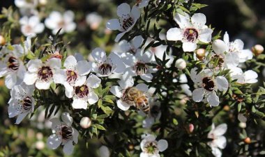 Loại mật ong được bán với giá đắt đỏ nhất thế giới vậy hãy xem nó là gì?