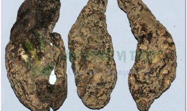 THỤC ĐỊA (Radix Rehmanniae glutinosae praeparata)