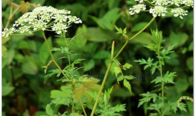 TIỀN HỒ (Radix Peucedani)