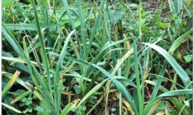 TỎI (Bulbus Allii sativi)