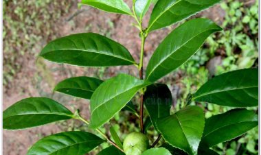 TRÀ XANH (Folium Camelliae)