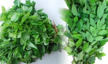 Ăn rau ngót không đúng cách bạn sẽ biến chúng thành thuốc độc