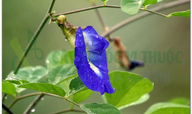 Cây Đậu biếc (Clitoria ternatea)
