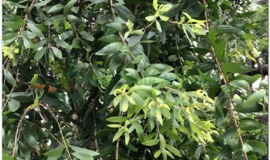 TRÀM (Folium et Cortex Melaleucae)