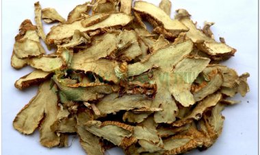 TRI MẪU (Rhizoma Anemarrhenae)