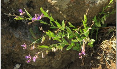 Cây Viễn Chí - Polygala Tenuifolia Willd