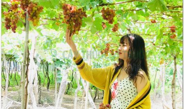 Thực phẩm phòng bệnh ung thư, ăn nho giúp ngừa ung thư rất tốt