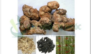 Vị thuốc hoàng tinh chủ trị tỳ vị hư nhược