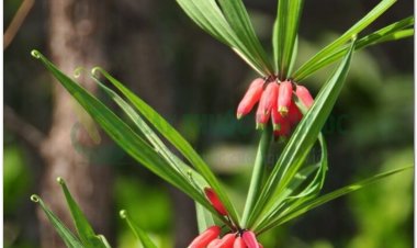 Cây Hoàng Tinh, Mễ phủ, cây Cơm nếp, Kim thị hoàng tinh, Cứu hoang thảo, Hoàng tinh ( Polygonatum Kingianum Coli et Hemsl)