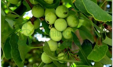 Cây bạch quả và bài thuốc chữa bệnh