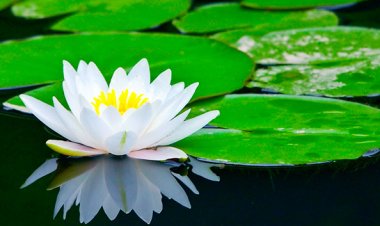 Nghĩ đơn giản, sống đơn thuần, để có một cuộc đời an tĩnh