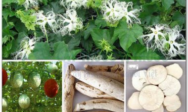 Thiên hoa phấn sinh tân, chỉ khát