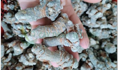 Cách sử dụng tam thất dưỡng nhan cho phụ nữ