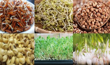 Thực phẩm mọc mầm không nên vứt bỏ, dưỡng chất tăng gấp đôi