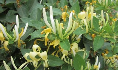 Kim ngân hoa: giải độc, chống viêm, hạ sốt