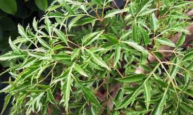 Lá đinh lăng có tác dụng gì?