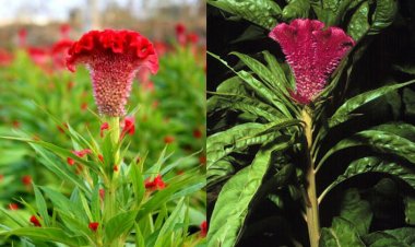 Hoa mào gà, vị thuốc trị nhiều chứng bệnh