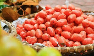 Bài thuốc chữa ho hen, phong thấp từ quả nhót