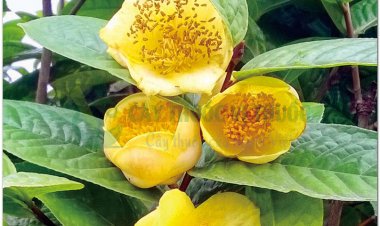 CÁC LOÀI TRÀ HOA VÀNG Ở VIỆT NAM VÀ CÁC HOẠT ĐỘNG BẢO TỒN VÀ NHÂN TRỒNG HIỆN NAY