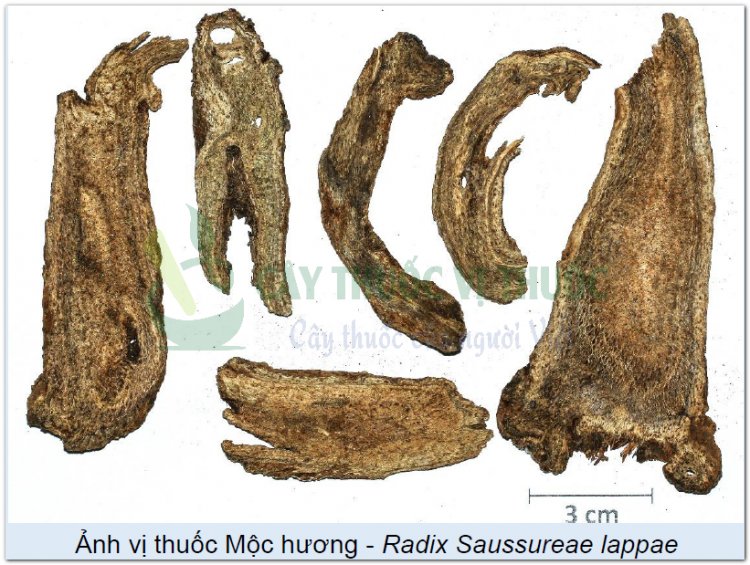 Ảnh vị thuốc Mộc hương - Radix Saussureae lappae