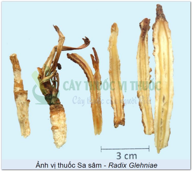 Ảnh vị thuốc Sa sâm - Radix Glehniae