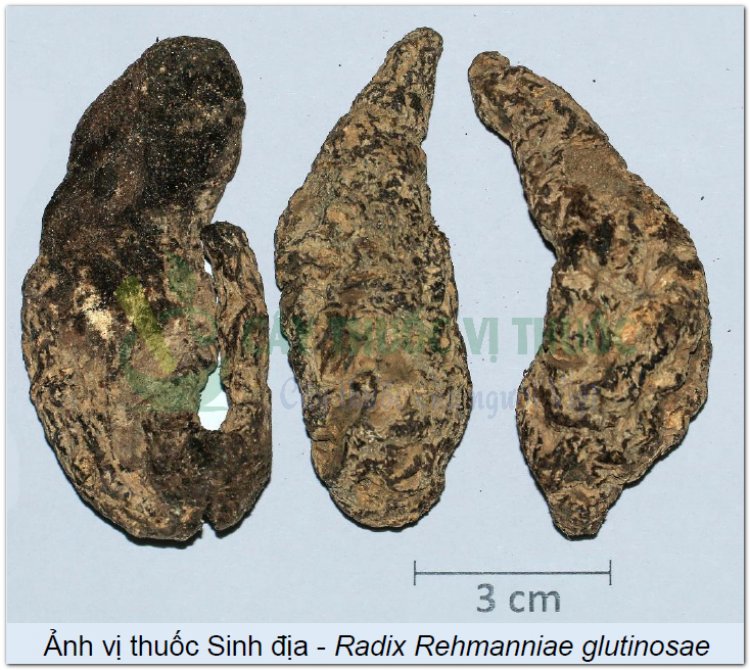 Ảnh vị thuốc Sinh địa - Radix Rehmanniae glutinosae