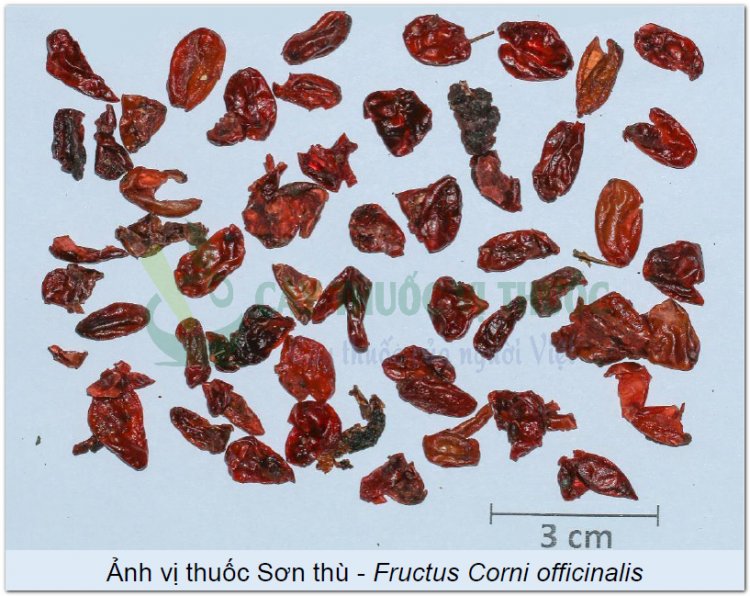 Ảnh vị thuốc Sơn thù - Fructus Corni officinalis