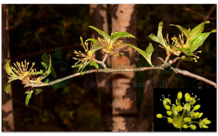 SƠN THÙ (Fructus Corni officinalis)